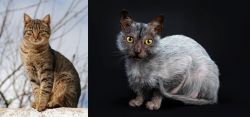 Tabby vs Lykoi - Breed Comparison