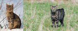 Tabby vs Manx - Breed Comparison