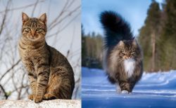 Tabby vs Norwegian Forest Cat - Breed Comparison