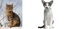 Tabby vs Oriental Bicolour - Breed Comparison