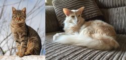 Tabby vs Oriental Longhair - Breed Comparison