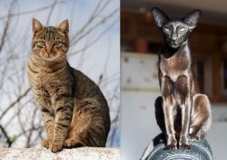 Tabby vs Oriental Shorthair - Breed Comparison