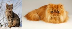 Tabby vs Persian - Breed Comparison