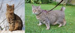 Tabby vs Pixie-bob - Breed Comparison