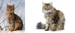 Tabby vs Ragamuffin - Breed Comparison