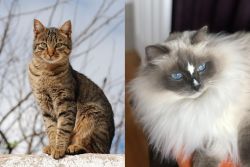 Tabby vs Ragdoll - Breed Comparison