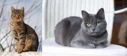 Tabby vs Russian Blue - Breed Comparison