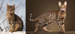 Tabby vs Savannah - Breed Comparison