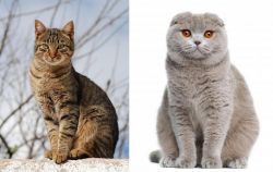 Tabby vs Scottish Fold - Breed Comparison