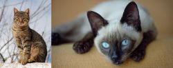 Tabby vs Siamese - Breed Comparison