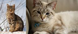 Tabby vs Siamese/Tabby - Breed Comparison