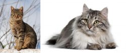 Tabby vs Siberian - Breed Comparison