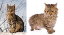 Tabby vs Skookum - Breed Comparison