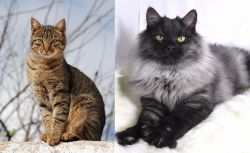 Tabby vs Smoke - Breed Comparison