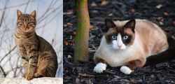 Tabby vs Snowshoe - Breed Comparison