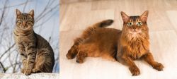 Tabby vs Somali - Breed Comparison