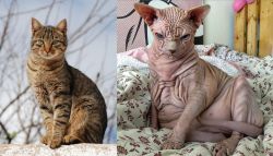 Tabby vs Sphynx - Breed Comparison