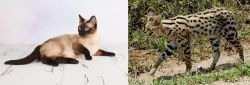 Thai vs African Serval - Breed Comparison