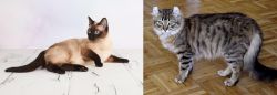 Thai vs American Curl - Breed Comparison