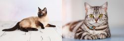 Thai vs American Shorthair - Breed Comparison