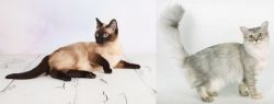 Thai vs Asian Semi-Longhair - Breed Comparison