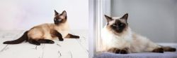 Thai vs Balinese - Breed Comparison