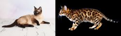 Thai vs Bengal - Breed Comparison
