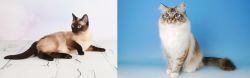Thai vs Birman - Breed Comparison