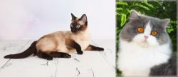 Thai vs British Longhair - Breed Comparison