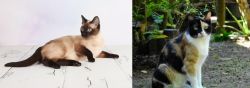 Thai vs Calico - Breed Comparison
