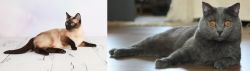 Thai vs Chartreux - Breed Comparison