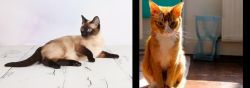 Thai vs Chausie - Breed Comparison