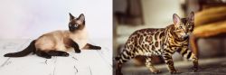 Thai vs Cheetoh - Breed Comparison