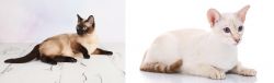Thai vs Colorpoint Shorthair - Breed Comparison