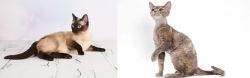 Thai vs Devon Rex - Breed Comparison