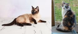 Thai vs Dilute Calico - Breed Comparison