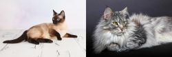 Thai vs Domestic Longhaired Cat - Breed Comparison