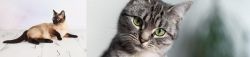 Thai vs Domestic Shorthaired Cat - Breed Comparison