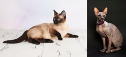 Thai vs Don Sphynx - Breed Comparison
