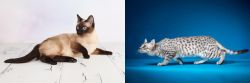 Thai vs Egyptian Mau - Breed Comparison