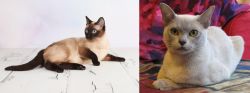 Thai vs European Burmese - Breed Comparison