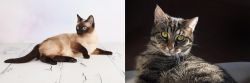 Thai vs European Shorthair - Breed Comparison