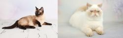 Thai vs Exotic Shorthair - Breed Comparison