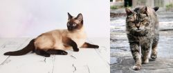 Thai vs Farm Cat - Breed Comparison