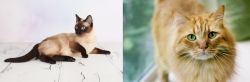 Thai vs Ginger Tabby - Breed Comparison