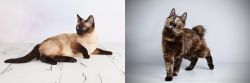 Thai vs Japanese Bobtail - Breed Comparison