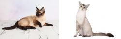 Thai vs Javanese - Breed Comparison