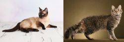 Thai vs LaPerm - Breed Comparison