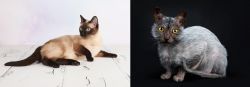 Thai vs Lykoi - Breed Comparison