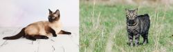 Thai vs Manx - Breed Comparison